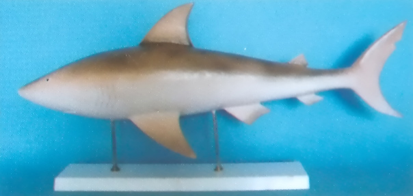 VERTICAL SHARK MODEL